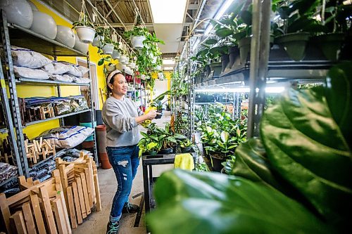 MIKAELA MACKENZIE / WINNIPEG FREE PRESS

Janice Longares puts hoya plants back on the shelf after soaking them at PlantMomma in Winnipeg on Tuesday, March 21, 2023. Standup.

Winnipeg Free Press 2023.