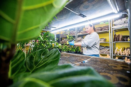 MIKAELA MACKENZIE / WINNIPEG FREE PRESS

Janice Longares puts hoya plants back on the shelf after soaking them at PlantMomma in Winnipeg on Tuesday, March 21, 2023. Standup.

Winnipeg Free Press 2023.