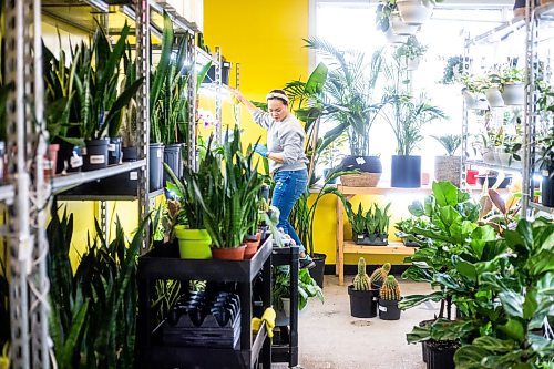 MIKAELA MACKENZIE / WINNIPEG FREE PRESS

Janice Longares puts large cacti back on the shelf after soaking them at PlantMomma in Winnipeg on Tuesday, March 21, 2023. Standup.

Winnipeg Free Press 2023.