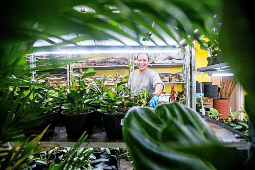 MIKAELA MACKENZIE / WINNIPEG FREE PRESS

Janice Longares puts hoya plants back on the shelf after soaking them at PlantMomma in Winnipeg on Tuesday, March 21, 2023. Standup.

Winnipeg Free Press 2023.