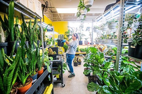 MIKAELA MACKENZIE / WINNIPEG FREE PRESS

Janice Longares puts large cacti back on the shelf after soaking them at PlantMomma in Winnipeg on Tuesday, March 21, 2023. Standup.

Winnipeg Free Press 2023.