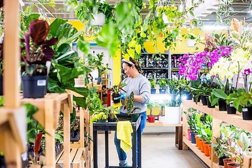 MIKAELA MACKENZIE / WINNIPEG FREE PRESS

Janice Longares puts calathea plants back on the shelf after soaking them at PlantMomma in Winnipeg on Tuesday, March 21, 2023. Standup.

Winnipeg Free Press 2023.