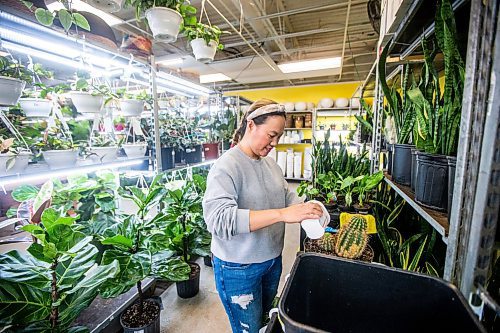 MIKAELA MACKENZIE / WINNIPEG FREE PRESS

Janice Longares waters a large cactus at PlantMomma in Winnipeg on Tuesday, March 21, 2023. Standup.

Winnipeg Free Press 2023.