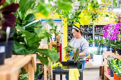 MIKAELA MACKENZIE / WINNIPEG FREE PRESS

Janice Longares puts calathea plants back on the shelf after soaking them at PlantMomma in Winnipeg on Tuesday, March 21, 2023. Standup.

Winnipeg Free Press 2023.