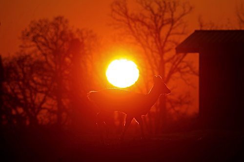 24032023
A deer grazes at a farm west of Brandon at sunset on Wednesday evening.  (Tim Smith/The Brandon Sun)