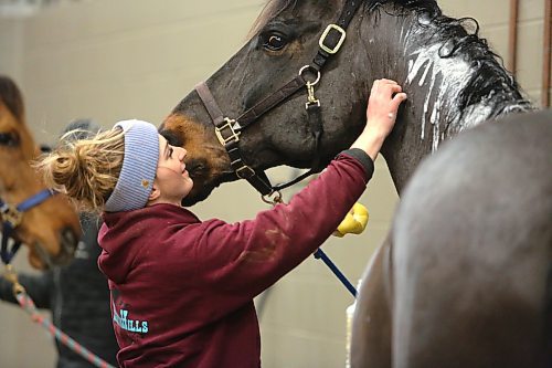 Kassidy Zrudlo receives a quick kiss from her horse Tucker as she washes him down at the Westoba Credit Union Agricultural Centre of Excellence on Saturday evening. Zrudlo travelled all the way from Rhein, Sask. with her husband Brandon to take part in this year's Royal Manitoba Winter Fair, which is scheduled to run from today until Saturday at the Keystone Centre. (Kyle Darbyson/The Brandon Sun)