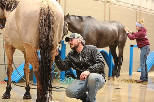 Brandon and Kassidy Zrudlo from Rhein, Sask., give their horses Molly and Tucker a quick bath at the Westoba Credit Union Agricultural Centre of Excellence on Saturday evening, less than 48 hours before this year's Royal Manitoba Winter Fair was scheduled to begin. (Kyle Darbyson/The Brandon Sun)