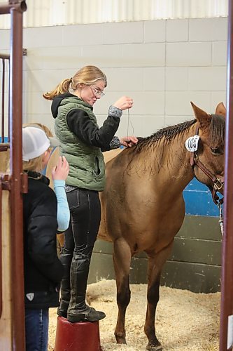 Lynne Miller of Rapid City braids the mane of her daughter's horse Sunday Best at the Westoba Credit Union Agricultural Centre of Excellence on Saturday evening, getting the animal ready for this week's Royal Manitoba Winter Fair. (Kyle Darbyson/The Brandon Sun)