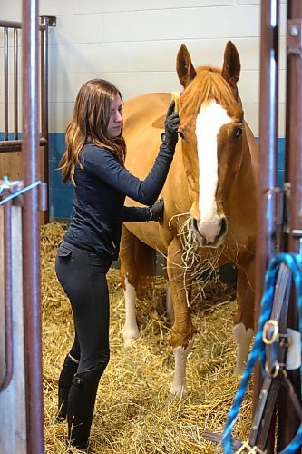 Eliese Berger preps On Star, a Dutch Warmblood, for the Royal Manitoba Winter Fair during a tranquil Saturday evening at the Westoba Credit Union Agricultural Centre of Excellence. (Kyle Darbyson/The Brandon Sun)