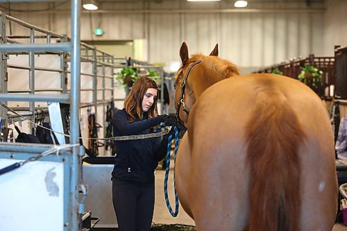 Eliese Berger preps On Star, a Dutch Warmblood, for the Royal Manitoba Winter Fair during a tranquil Saturday evening at the Westoba Credit Union Agricultural Centre of Excellence. (Kyle Darbyson/The Brandon Sun)