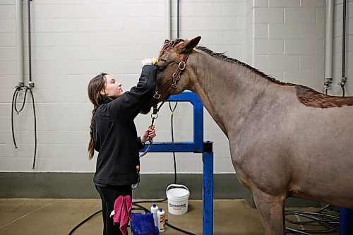 28032023
Caylin Blue, a helper for Campbell Equestrian, bathes Mr. Mickey on Tuesday morning during the Royal Manitoba Winter Fair at The Keystone Centre.
(Tim Smith/The Brandon Sun)
