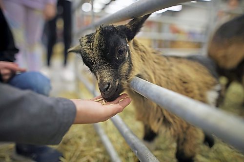 28032023
Aiden Song feed goats at the petting zoo on Tuesday morning during the Royal Manitoba Winter Fair at The Keystone Centre.
(Tim Smith/The Brandon Sun)
