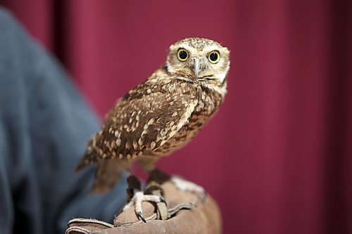 Jessica Riach with the Manitoba Burrowing Owl Recovery Program holds a burrowing owl for visitors to learn about during the Royal Manitoba Winter Fair at The Keystone Centre on Tuesday. (Tim Smith/The Brandon Sun)