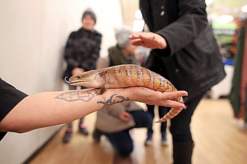 28032023
Curtis Fraser with Fraser Reptiles holds a blue tongued skink from Australia for visitors to the Royal Manitoba Winter Fair at The Keystone Centre to see on Tuesday.
(Tim Smith/The Brandon Sun)
