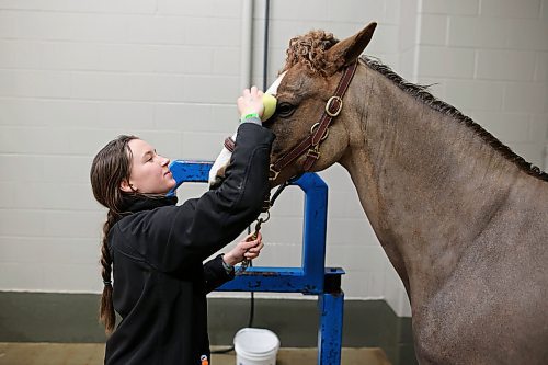 28032023
Caylin Blue, a helper for Campbell Equestrian, bathes Mr. Mickey on Tuesday morning during the Royal Manitoba Winter Fair at The Keystone Centre.
(Tim Smith/The Brandon Sun)
