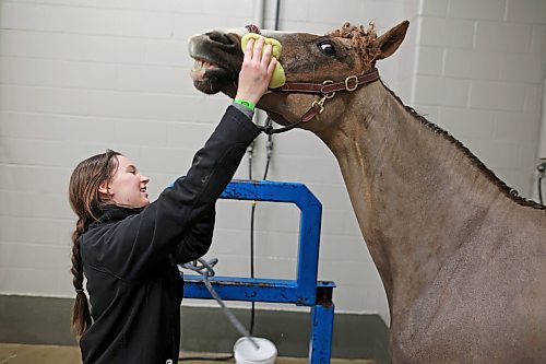 28032023
Caylin Blue, a helper for Campbell Equestrian, bathes Mr. Mickey on Tuesday morning during the Royal Manitoba Winter Fair at The Keystone Centre.
(Tim Smith/The Brandon Sun)
