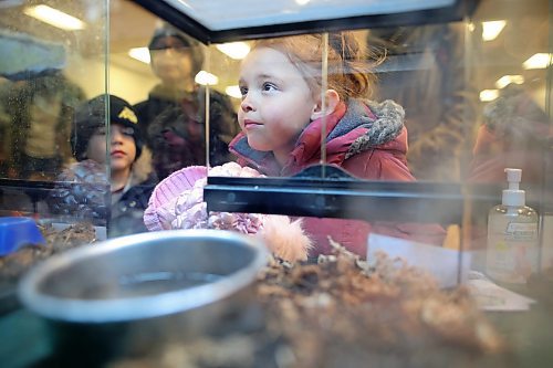 28032023
Lanell Macumber of Brandon peers into the terrariums at the Fraser Reptiles exhibit at  the Royal Manitoba Winter Fair at The Keystone Centre on Tuesday.
(Tim Smith/The Brandon Sun)
