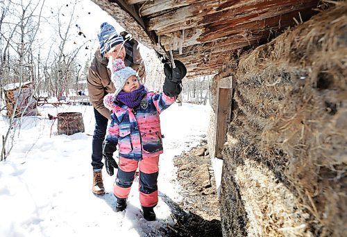 RUTH BONNEVILLE / WINNIPEG FREE PRESS 

Weather Standup

Penelope Heil (31/2yrs), hangs out at Fort Whyte with her dad, Bill Heil, picking off icicles off the sod hut Tuesday.  

Story about March temperatures lower than average.


March 28th, 2023