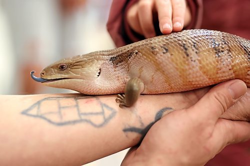 Curtis Fraser with Fraser Reptiles holds a blue-tongued skink from Australia at the Royal Manitoba Winter Fair at the Keystone Centre to see on Tuesday. (Tim Smith/The Brandon Sun)
