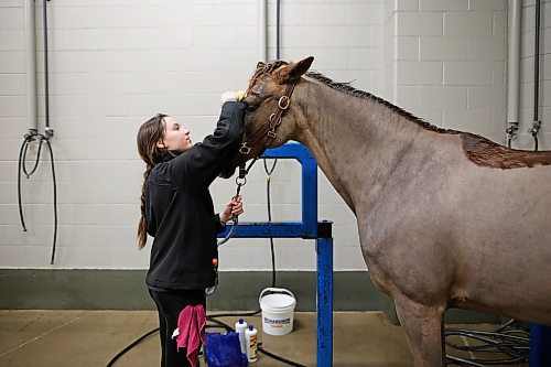 Caylin Blue, a helper for Campbell Equestrian, bathes Mr. Mickey on Tuesday morning during the Royal Manitoba Winter Fair at the Keystone Centre. (Tim Smith/The Brandon Sun)
