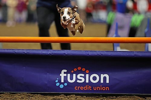 29032023
The WoofJocks Canine All Stars' perform for visitors to the Royal Manitoba Winter Fair at Westoba Place on Wednesday. 
(Tim Smith/The Brandon Sun)
