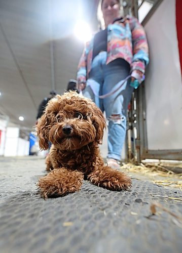 Cortny Collier from Birtle holds Piper, her sister's 10-month-old golden doodle in the heavy horse stalls at the Royal Manitoba Winter Fair on Wednesday. (Matt Goerzen/The Brandon Sun)