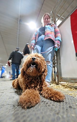 Cortny Collier from Birtle holds her sister's 10-month-old golden doodle named Piper in the heavy horse stalls at the Royal Manitoba Winter Fair on Wednesday. (Matt Goerzen/The Brandon Sun)