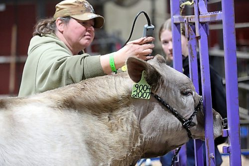 Sixteen-year-old Shay Manz from Rivers gets some pointers on how to prepare Kannonball, a heifer, for show  from family friend Kerri Hinsburg, who hails from Rapid City. Manz is competing in the Showmanship Steer and Heifer classes at the Royal Manitoba Winter Fair this week. (Matt Goerzen/The Brandon Sun)