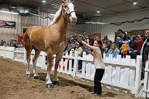Lydia Kryshewski, 8, of Oakburn, shows her family’s Belgian horse Freeman during a Youth Showmanship event at the Royal Manitoba Winter Fair at the Keystone Centre on March 30. (Tim Smith/The Brandon Sun)
