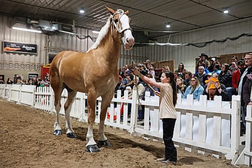 30032023
Eight-year-old Lydia Kryshewski of Oakburn shows her family&#x2019;s belgian horse Freeman during a Youth Showmanship event at the Royal Manitoba Winter Fair in The Keystone Centre on Thursday. 
(Tim Smith/The Brandon Sun)
