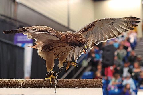 30032023
A red-tailed hawk eats a treat during a show with the Canadian Raptor Conservancy during the Royal Manitoba Winter Fair at The Keystone Centre on Thursday. 
(Tim Smith/The Brandon Sun)
