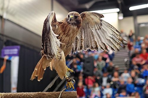 30032023
A red-tailed hawk takes flight from a perch during a show with the Canadian Raptor Conservancy during the Royal Manitoba Winter Fair at The Keystone Centre on Thursday. 
(Tim Smith/The Brandon Sun)
