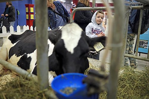 30032023
Matthew Sukhyna checks out a dairy cow exhibit during the Royal Manitoba Winter Fair at The Keystone Centre on Thursday. 
(Tim Smith/The Brandon Sun)
