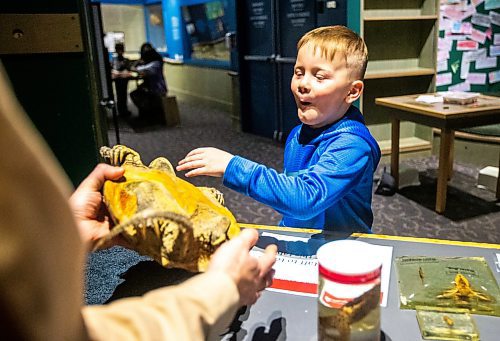 MIKAELA MACKENZIE / WINNIPEG FREE PRESS

Learning and engagement producer Erin Buelow shows Stannis Rekdal (six) a snapping turtle in the special &#x4a9;nvestigate aquatic animals&#x4e0;section of the museum as part of the spring break activities at the Manitoba Museum in Winnipeg on Thursday, March 30, 2023.  This pop-up celebrates biodiversity, and runs during spring break and weekend afternoons in April. Standup.

Winnipeg Free Press 2023.