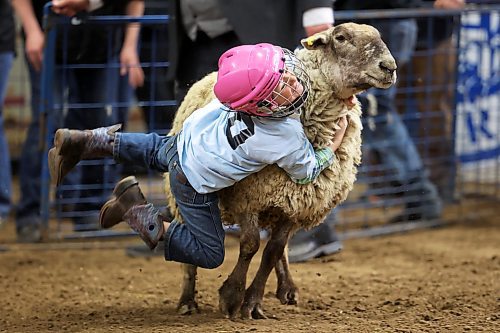 A young rider tries their luck at riding a sheep during the Mutton Busting event at the Royal Manitoba Winter Fair in Westoba Place on Friday evening. (Tim Smith/The Brandon Sun)
