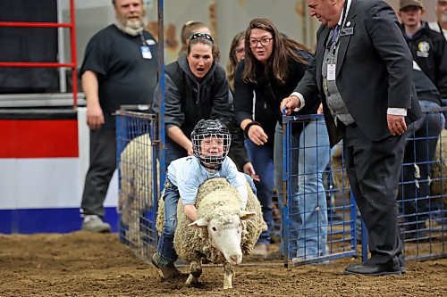 A young rider tries their luck at riding a sheep during the Mutton Busting event at the Royal Manitoba Winter Fair in Westoba Place on Friday evening. (Tim Smith/The Brandon Sun)
