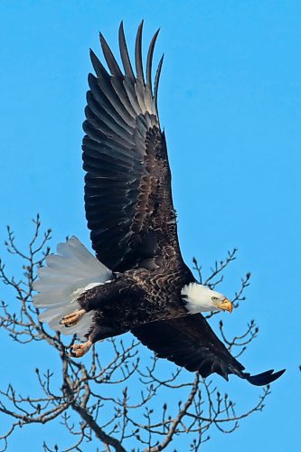 30032023
A bald eagle takes flight from a tree outside Minnedosa on a sunny Friday morning. 
(Tim Smith/The Brandon Sun)
