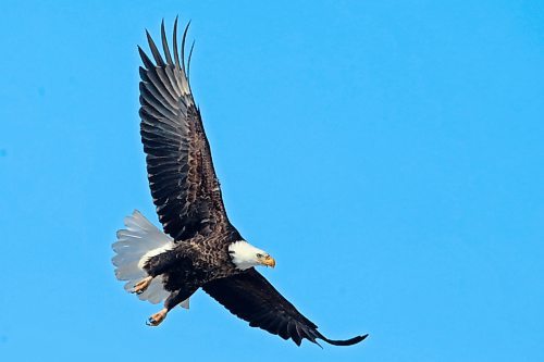 30032023
A bald eagle takes flight from a tree outside Minnedosa on a sunny Friday morning. 
(Tim Smith/The Brandon Sun)
