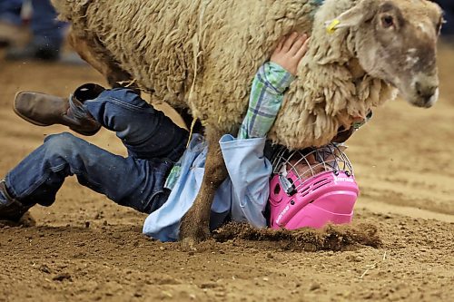 30032023
A sheep tramples a young rider during the Mutton Busting event at the Royal Manitoba Winter Fair in Westoba Place on Friday evening.
(Tim Smith/The Brandon Sun)
