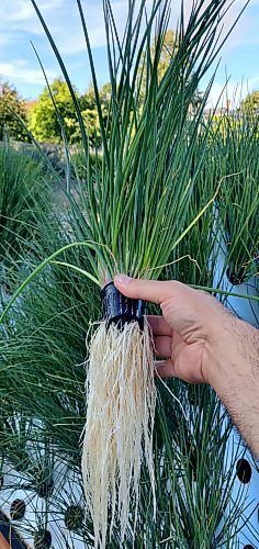 Colleen Zacharias / Winnipeg Free Press
Chives grow bigger and faster with the aeroponic method and produce a healthier root system. 
