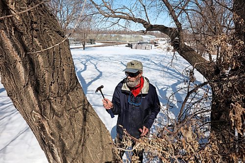 06042023
Dave Barnes taps maple trees to collect maple sap near his property and the Assiniboine Food Forest in Brandon&#x2019;s east end on Thursday. Barnes has tapped over 200 trees this year to collect sap to make into maple syrup.
(Tim Smith/The Brandon Sun)