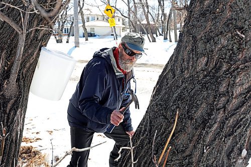 06042023
Dave Barnes taps maple trees to collect maple sap near his property and the Assiniboine Food Forest in Brandon&#x2019;s east end on Thursday. Barnes has tapped over 200 trees this year to collect sap to make into maple syrup.
(Tim Smith/The Brandon Sun)