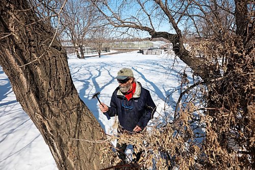 Dave Barnes taps a maple tree for sap near his property and the Assiniboine Food Forest in Brandon’s east end on Thursday. Barnes has tapped more than 200 trees this year to collect sap for maple syrup. (Tim Smith/The Brandon Sun)