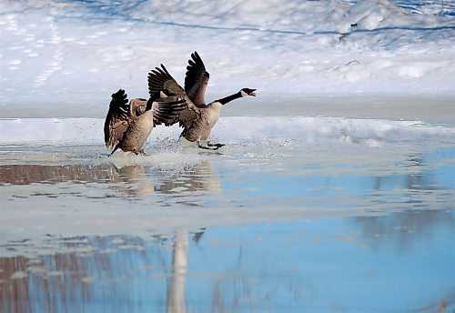 JOHN WOODS / WINNIPEG FREE PRESS
A spring scene at the melting Assiniboine Park duck pond Sunday, April 9, 2023. 

Re: standup