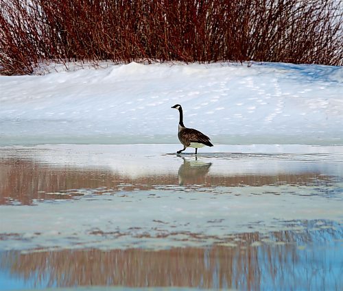JOHN WOODS / WINNIPEG FREE PRESS
A spring scene at the melting Assiniboine Park duck pond Sunday, April 9, 2023. 

Re: standup