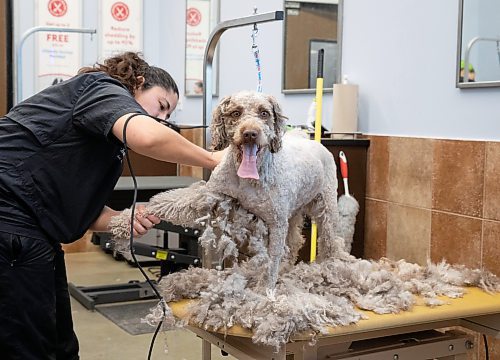 JESSICA LEE / WINNIPEG FREE PRESS

Esperanza, a Portuguese water dog, gets ready for spring with a fresh trim with the help of Christian Cerecedo on National Pet Day, April 11, 2023 at the Garden City Petsmart.

Stand up