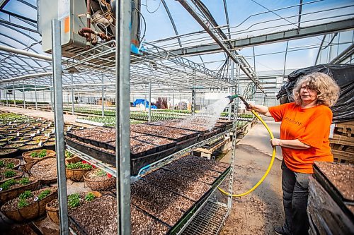 MIKAELA MACKENZIE / WINNIPEG FREE PRESS

Darcy Millar grabs seedling trays while transplanting vincas at the Shelmerdine Garden Centre greenhouses in Winnipeg on Tuesday, April 11, 2023. For Malak story.

Winnipeg Free Press 2023.