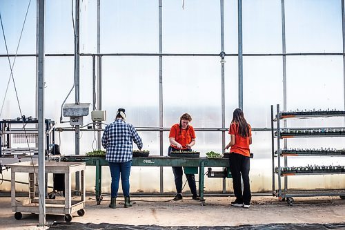 MIKAELA MACKENZIE / WINNIPEG FREE PRESS

Avery Venne (centre) and other employees transplant vinca seedlings at the Shelmerdine Garden Centre greenhouses in Winnipeg on Tuesday, April 11, 2023. For Malak story.

Winnipeg Free Press 2023.