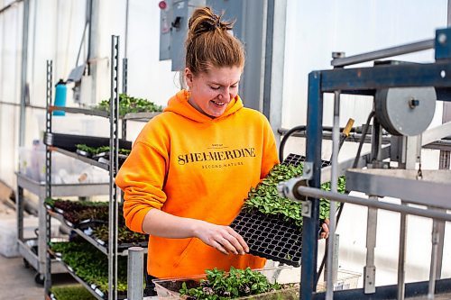 MIKAELA MACKENZIE / WINNIPEG FREE PRESS

Taylor Ens transplants vinca seedlings at the Shelmerdine Garden Centre greenhouses in Winnipeg on Tuesday, April 11, 2023. For Malak story.

Winnipeg Free Press 2023.