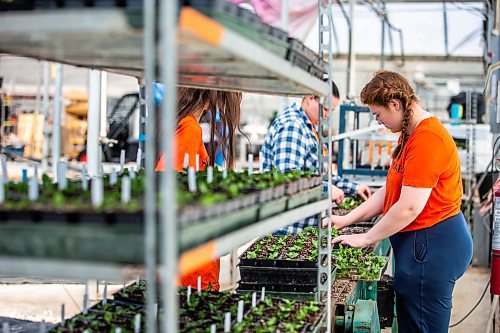 MIKAELA MACKENZIE / WINNIPEG FREE PRESS

Avery Venne transplants vinca seedlings at the Shelmerdine Garden Centre greenhouses in Winnipeg on Tuesday, April 11, 2023. For Malak story.

Winnipeg Free Press 2023.